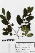  (Erythroxylum areolatum - UADY23271)  @11 [ ] Copyright (2019) Unspecified Universidad Autónoma de Yucatán