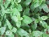  ( - B100)  @11 [ ] Copyright (2014) PHCDBS Paul Hebert Centre For DNA Barcoding And Biodiversity Studies