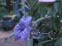  (Ruellia squarrosa - B105)  @11 [ ] Copyright (2014) PHCDBS Paul Hebert Centre For DNA Barcoding And Biodiversity Studies