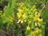 (Tristellateia - B120)  @11 [ ] Copyright (2014) PHCDBS Paul Hebert Centre For DNA Barcoding And Biodiversity Studies