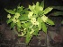  ( - B139)  @11 [ ] Copyright (2014) PHCDBS Paul Hebert Centre For DNA Barcoding And Biodiversity Studies