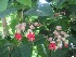  (Clerodendrum thomsoniae - B155)  @11 [ ] Copyright (2014) PHCDBS Paul Hebert Centre For DNA Barcoding And Biodiversity Studies