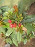  ( - B203.1)  @11 [ ] Copyright (2014) PHCDBS Pual Hebert Centre For DNA Barcoding AND Biodiversity Studies