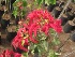  (Euphorbia pulcherrima - B206)  @11 [ ] Copyright (2014) PHCDBS Pual Hebert Centre For DNA Barcoding AND Biodiversity Studies