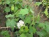  ( - B239)  @11 [ ] Copyright (2014) PHCDBS Pual Hebert Centre For DNA Barcoding AND Biodiversity Studies