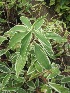  (Pterocarpus marsupium - B268)  @11 [ ] Copyright (2014) PHCDBS Pual Hebert Centre For DNA Barcoding AND Biodiversity Studies