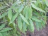  ( - B282.1)  @11 [ ] Copyright (2014) PHCDBS Pual Hebert Centre For DNA Barcoding AND Biodiversity Studies