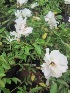  ( - B57)  @11 [ ] Copyright (2014) PHCDBS Paul Hebert Centre For DNA Barcoding And Biodiversity Studies