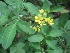  ( - B78)  @11 [ ] Copyright (2014) PHCDBS Paul Hebert Centre For DNA Barcoding And Biodiversity Studies