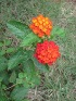  (Lantana horrida - B99)  @11 [ ] Copyright (2014) PHCDBS Paul Hebert Centre For DNA Barcoding And Biodiversity Studies