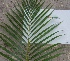  (Chrysalidocarpus - OP22)  @11 [ ] CreativeCommons - Attribution Non-Commercial Share-Alike (2012) Akhilesh Kumar Gupta Paul Hebert Center For DNA Barcoding And Biodiversity Studies,Aurangabad,Maharashtra