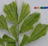  (Caryota urens - OP38)  @11 [ ] CreativeCommons - Attribution Non-Commercial Share-Alike (2012) Akhilesh Kumar Gupta Paul Hebert Center For DNA Barcoding And Biodiversity Studies,Aurangabad,Maharashtra