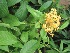  ( - B34)  @11 [ ] Copyright (2014) PHCDBS Paul Hebert Centre For DNA Barcoding And Biodiversity Studies
