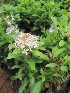  (Ixora hippoperifera - B12)  @11 [ ] Copyright (2014) PHCDBS Paul Hebert Centre For DNA Barcoding And Biodiversity Studies