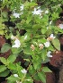  (Jasminum multiflorum - B13)  @11 [ ] Copyright (2014) PHCDBS Paul Hebert Centre For DNA Barcoding And Biodiversity Studies