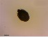  (Pseudachipteria - OW-Farum-A2-3)  @11 [ ] CreativeCommons - Attribution Non-Commercial Share-Alike (2018) Unspecified Aarhus University
