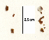  ( - SCL17079)  @11 [ ] CreativeCommons - Attribution No Derivatives (2017) Sandra C. Lindstrom University of British Columbia