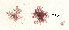 (Pleonosporium vancouverianum - SCL17096)  @11 [ ] CreativeCommons - Attribution No Derivatives (2017) Sandra C. Lindstrom University of British Columbia