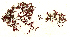  ( - SCL17177)  @11 [ ] CreativeCommons - Attribution No Derivatives (2017) Sandra C. Lindstrom University of British Columbia