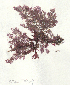  ( - SCL17949)  @11 [ ] CreativeCommons - Attribution No Derivatives (2023) Sandra C. Lindstrom University of British Columbia