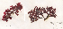  (Callophyllis rhynchocarpa - SCL9657)  @11 [ ] Unspecified (default): All Rights Reserved  Sandra C. Lindstrom Unspecified