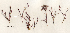  (Corallina officinalis var. chilensis - SCL16909)  @11 [ ] Unspecified (default): All Rights Reserved  Sandra C. Lindstrom Unspecified