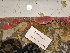  (Coralline crust - BHAK-11324)  @11 [ ] CreativeCommons Attribution Non-Commercial No Derivatives (2020) Hakai Institute Hakai Institute
