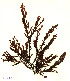  ( - SCL12476)  @11 [ ] CreativeCommons Attribution Non-Commercial No Derivatives (2019) Sandra Lindstrom University of British Columbia