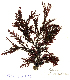  ( - SCL15475)  @11 [ ] CreativeCommons Attribution Non-Commercial No Derivatives (2019) Sandra Lindstrom University of British Columbia