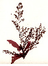  (Odonthalia setacea - SCL13561)  @11 [ ] CreativeCommons Attribution Non-Commercial No Derivatives (2019) Sandra Lindstrom University of British Columbia