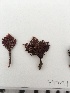  (Corallina sp. 1 - PTM-1588)  @11 [ ] CreativeCommons - Attribution No Derivatives (2017) Patrick T. Martone University of British Columbia