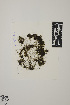  ( - SCL 15967)  @11 [ ] CreativeCommons Attribution Non-Commercial No Derivatives (2021) Sandra C. Lindstrom University of British Columbia