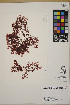  ( - SCL15761)  @11 [ ] CreativeCommons Attribution Non-Commercial No Derivatives (2019) Sandra Lindstrom University of British Columbia