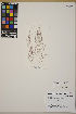  ( - SCL16430)  @11 [ ] CreativeCommons Attribution Non-Commercial No Derivatives (2019) Sandra Lindstrom University of British Columbia