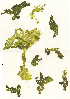  ( - SCL17377)  @11 [ ] CreativeCommons - Attribution No Derivatives (2018) Sandra Lindstrom UBC
