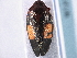 ( - CNC#HEM 305283)  @13 [ ] CreativeCommons - Attribution (2013) CBG Photography Group Centre for Biodiversity Genomics