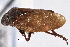  ( - CNC#HEM 305383)  @11 [ ] CreativeCommons - Attribution (2013) CNC/CBG Photography Group Centre for Biodiversity Genomics