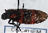  (Huaina inca - CNC#HEM 305398)  @12 [ ] CreativeCommons - Attribution (2013) CNC/CBG Photography Group Centre for Biodiversity Genomics