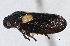  (Neaenus varius - CNC#HEM 305419)  @15 [ ] CreativeCommons - Attribution (2013) CNC/CBG Photography Group Centre for Biodiversity Genomics