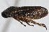  (Ischnorhininae - CNC#HEM 305421)  @15 [ ] CreativeCommons - Attribution (2013) CNC/CBG Photography Group Centre for Biodiversity Genomics