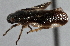  (Neaenus natrix - CNC#HEM 305423)  @13 [ ] CreativeCommons - Attribution (2013) CNC/CBG Photography Group Centre for Biodiversity Genomics