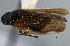  ( - CNC#HEM 305424)  @12 [ ] CreativeCommons - Attribution (2013) CNC/CBG Photography Group Centre for Biodiversity Genomics