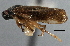  ( - CNC#HEM 305425)  @12 [ ] CreativeCommons - Attribution (2013) CNC/CBG Photography Group Centre for Biodiversity Genomics