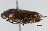  (Neaenus zacki - CNC#HEM 305446)  @14 [ ] CreativeCommons - Attribution (2013) CNC/CBG Photography Group Centre for Biodiversity Genomics