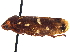  (Neaenus luteosignatus - CNC#HEM 406159)  @11 [ ] CreativeCommons - Attribution (2014) CBG Photography Group Centre for Biodiversity Genomics