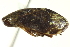  (Lepyronoxia - CNC#HEM402242)  @13 [ ] CreativeCommons - Attribution (2012) CBG Photography Group Centre for Biodiversity Genomics
