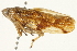  (Pseudaphronella jactator - CNC#HEM402108)  @14 [ ] CreativeCommons - Attribution (2012) CBG Photography Group Centre for Biodiversity Genomics