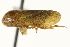  (Beesoniella - CNC#HEM402113)  @11 [ ] CreativeCommons - Attribution (2012) CBG Photography Group Centre for Biodiversity Genomics