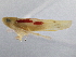  ( - CNC#HEM305477)  @13 [ ] CreativeCommons - Attribution (2013) CBG Photography Group Centre for Biodiversity Genomics