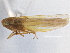  (Forcipata montana - CNC#HEM305485)  @11 [ ] CreativeCommons - Attribution (2013) CBG Photography Group Centre for Biodiversity Genomics